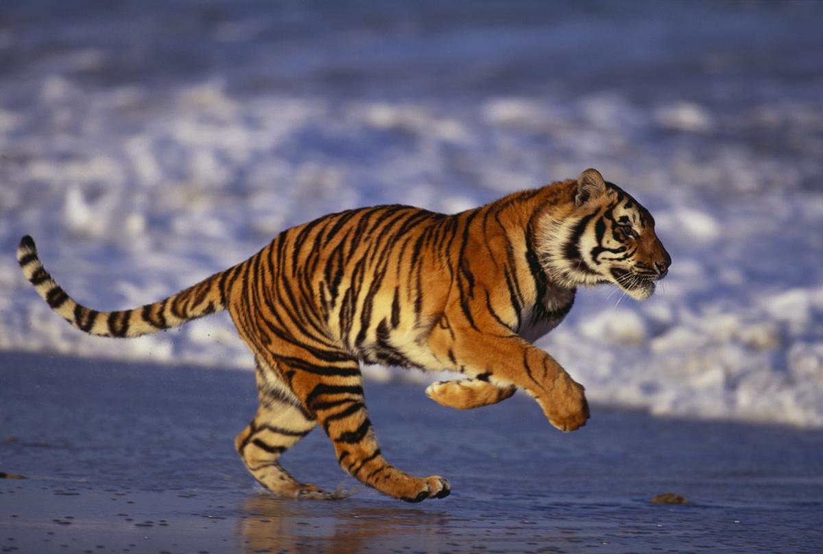 Тигр лень. Тайгер тигр. Бенгальский тигр. Бенгал Тайгер. Тайгер Лабушер (тигр).