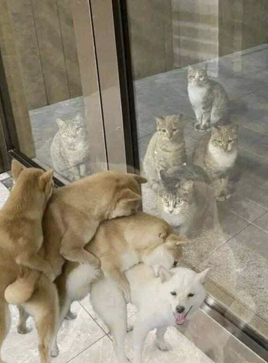Unusual Cats (@unusual_cats) on Twitter photo 