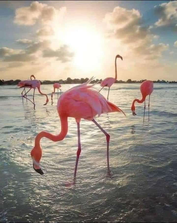 Guardate che regalo che vi faccio.
I fenicotteri rosa dello Stagnone tra Marsala e Trapani al tramonto