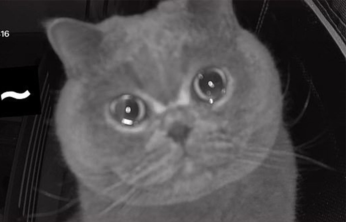 novaip75's tweet photo. Ce chat pleure devant la caméra de surveillance à cause de l'absence de sa maîtresse.
--->https://t.co/RO6dCoYoXG<--- https://t.co/NOVzNu28QV