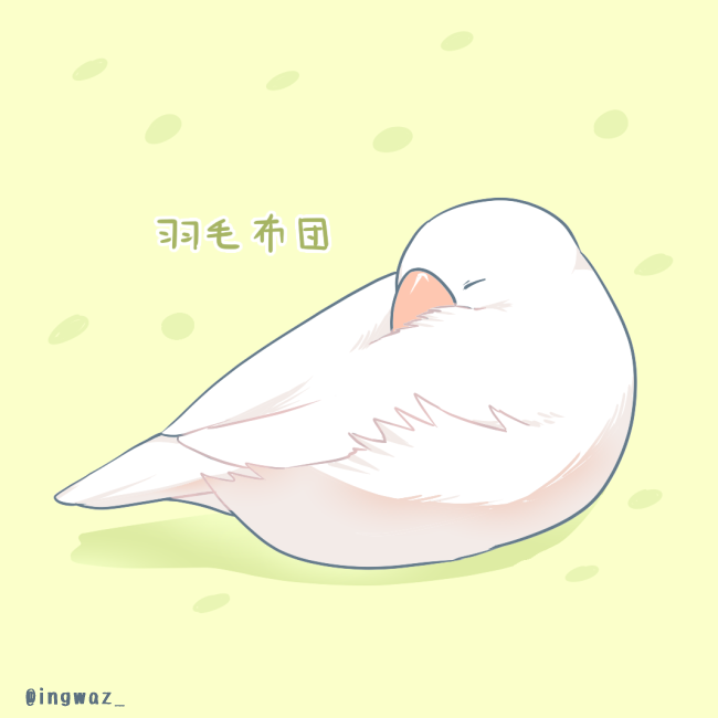 #Buncho #javasparrow #文鳥 
