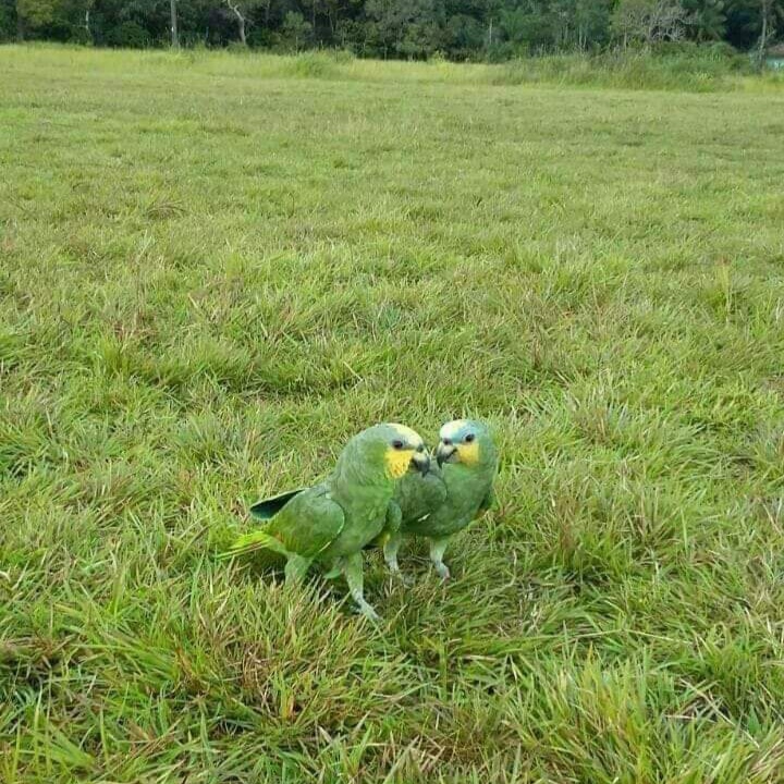 El Fogón de Palo🔥 tweet media