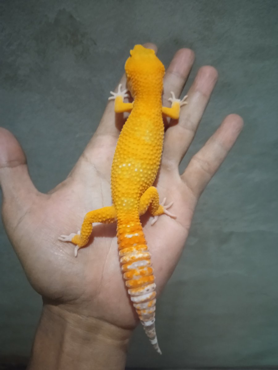 Cupang111's tweet photo. For sold
Gecko SUNGLOW Albino
Sex : male
DOB : 5 month
WA : +6288221748346 https://t.co/3xxM8bPGsq