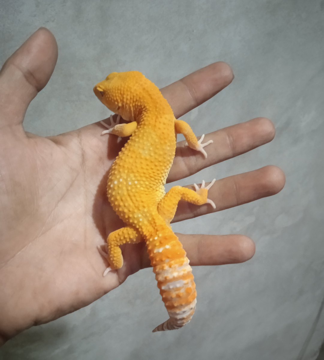 Cupang111's tweet photo. For sold
Gecko SUNGLOW Albino
Sex : male
DOB : 5 month
WA : +6288221748346 https://t.co/3xxM8bPGsq