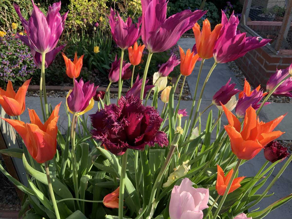 Walnut Kitchen Garden 🌶🫑🌼🍅🥦🌸🫐🍒🌿 tweet media