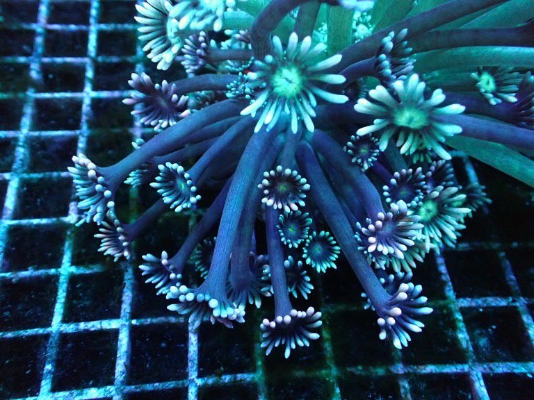 coralmonster2's tweet photo. おすすめのハナガササンゴ。004の個体。基本は2色の個体ですがポリプによって微妙に色が違う変わった個体です🔆

https://t.co/Q9VOjqyMF0 https://t.co/j3UKjBzbV8