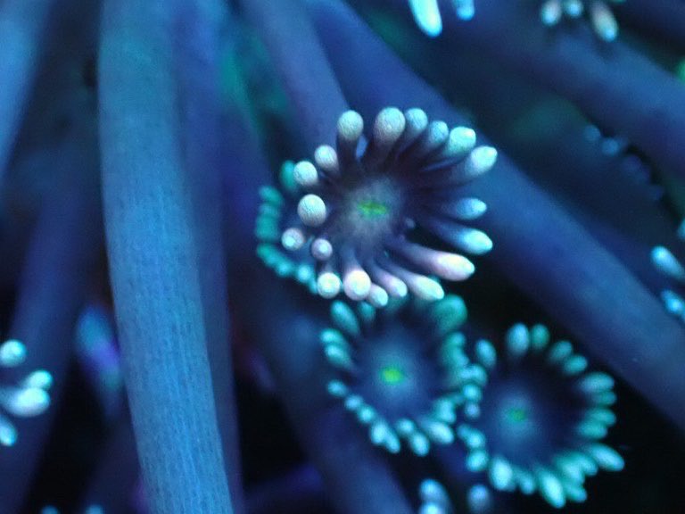 coralmonster2's tweet photo. おすすめのハナガササンゴ。004の個体。基本は2色の個体ですがポリプによって微妙に色が違う変わった個体です🔆

https://t.co/Q9VOjqyMF0 https://t.co/j3UKjBzbV8