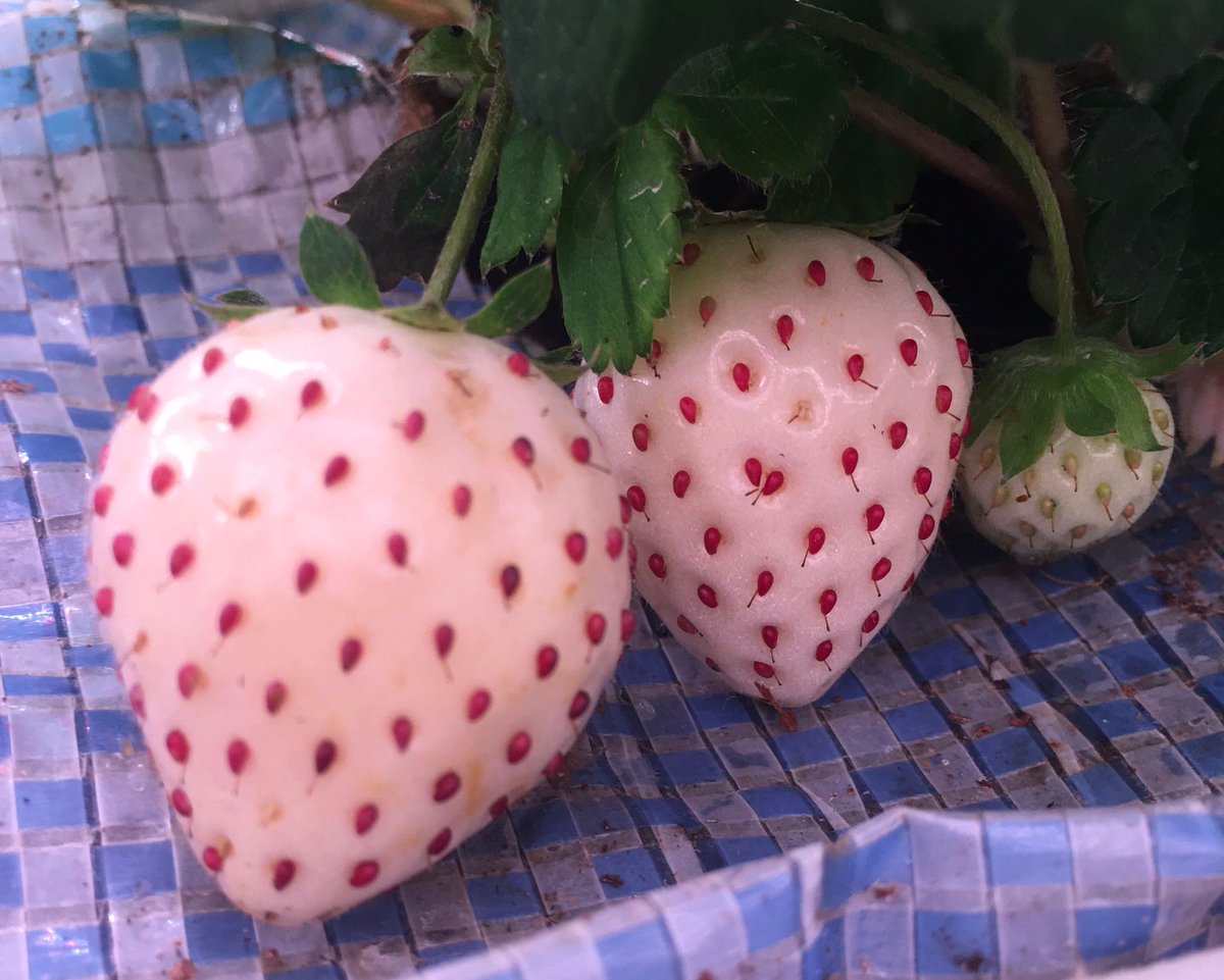 Our Blanc Strawberries have recently take shape! Stay tune for future updates!!!

Visit Our website: singrow.net

#foodandbeverage #hotelsandresorts #restaurants #agritech #agriculture #hospitality #purchaser #verticalfarming #farmersmarket #fundraising #investments