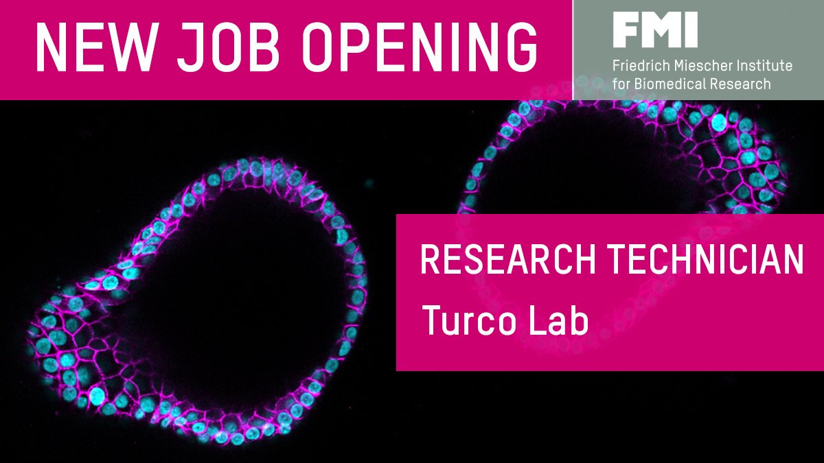 FMIscience's tweet photo. 📢The Turco lab is recruiting a research technician! The team uses a wide range of tools—including #organoids, #imaging, #CRISPR gene editing and #genomic technologies—to investigate how the human placenta develops and interacts with the uterus. Apply at:
https://t.co/cltp93nwHZ https://t.co/dOxLyoR2a7