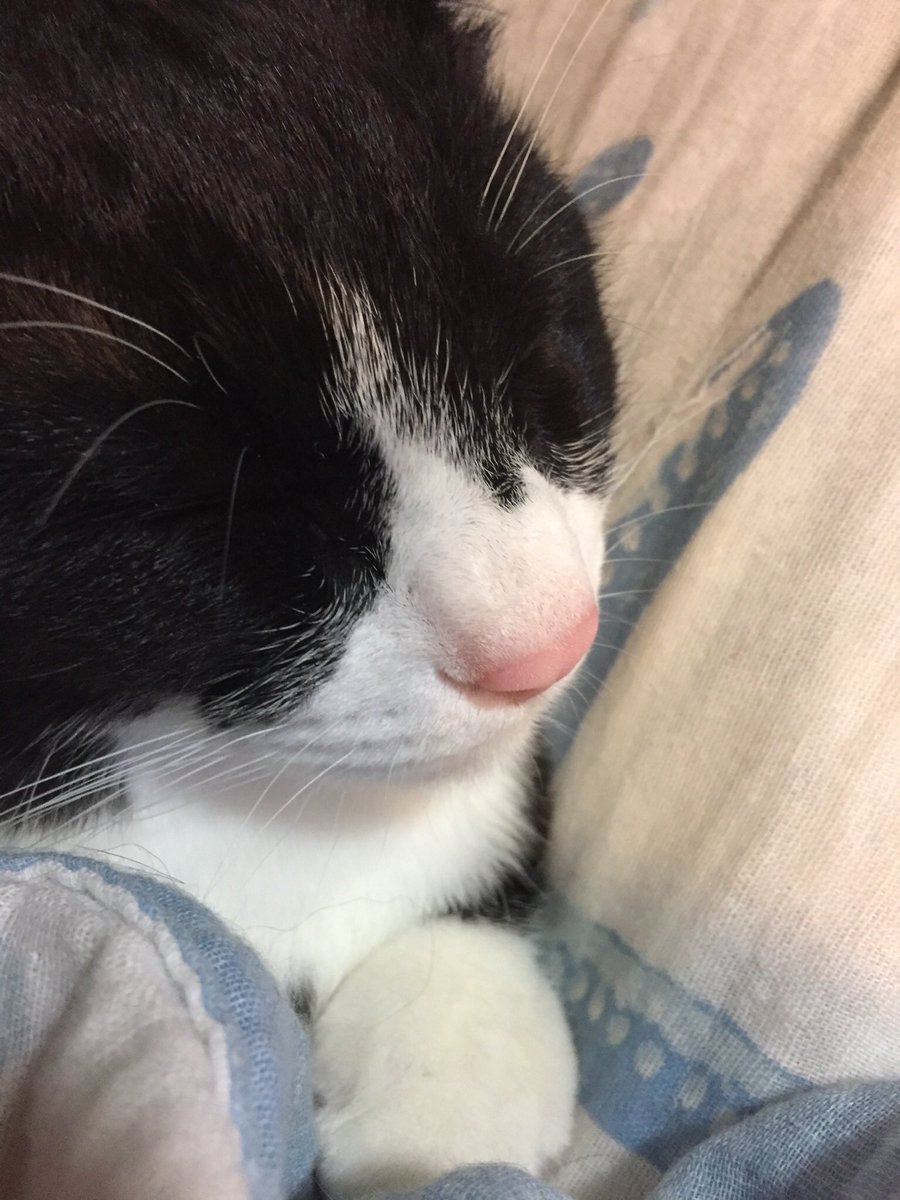 AWC5GstUJrLzeIs's tweet photo. 今日わ、2月22日猫の日です🐈🐈 https://t.co/pIl2LMRs1O
