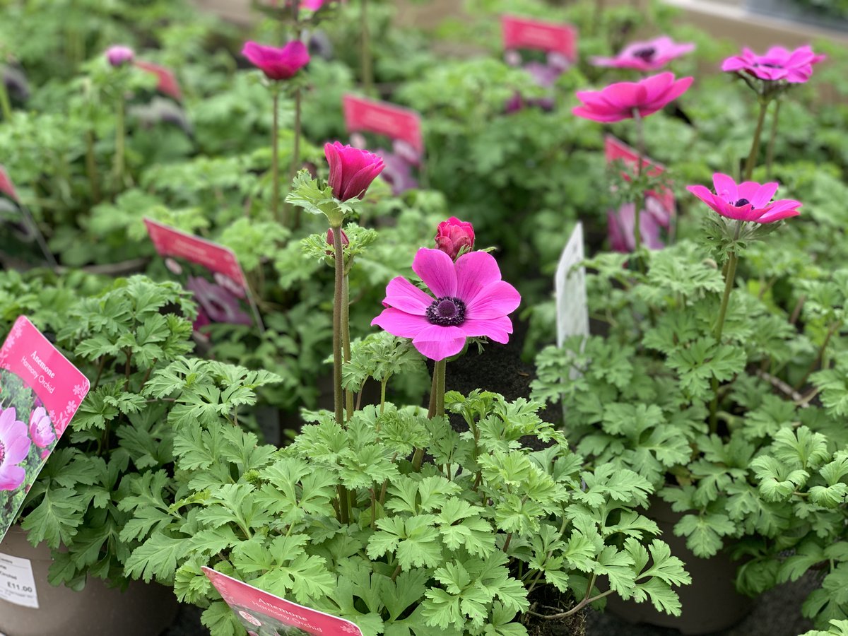 Coblands Garden Centre tweet media