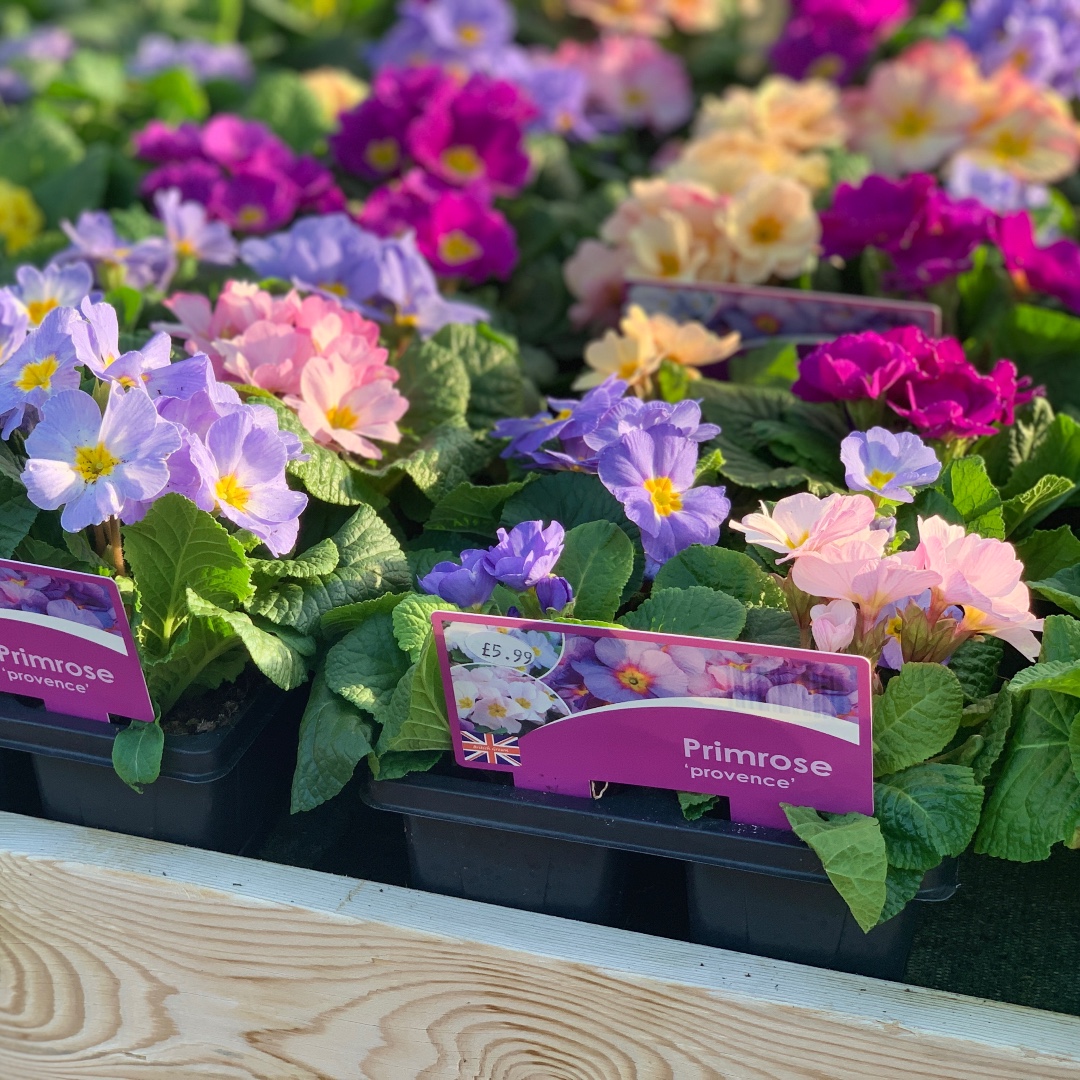 Coblands Garden Centre tweet media