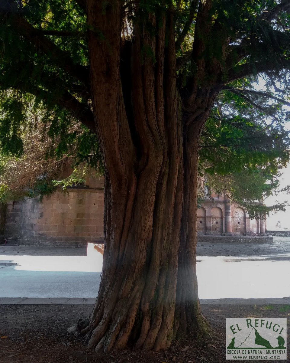 ElRefugiEscola's tweet photo. Un gran #teix centenari presideix la plaça del Bisbe Torres i Bages a #stjoanabadesses 
El #TaxusBaccata no és només un arbre. 
Us ho expliquem.

https://t.co/8wF0betLXb

#EducacióAmbiental
#Biodiversity 
#Tree
 #GuiesDeMuntanya
#UIMLA https://t.co/XAA8EbPinC