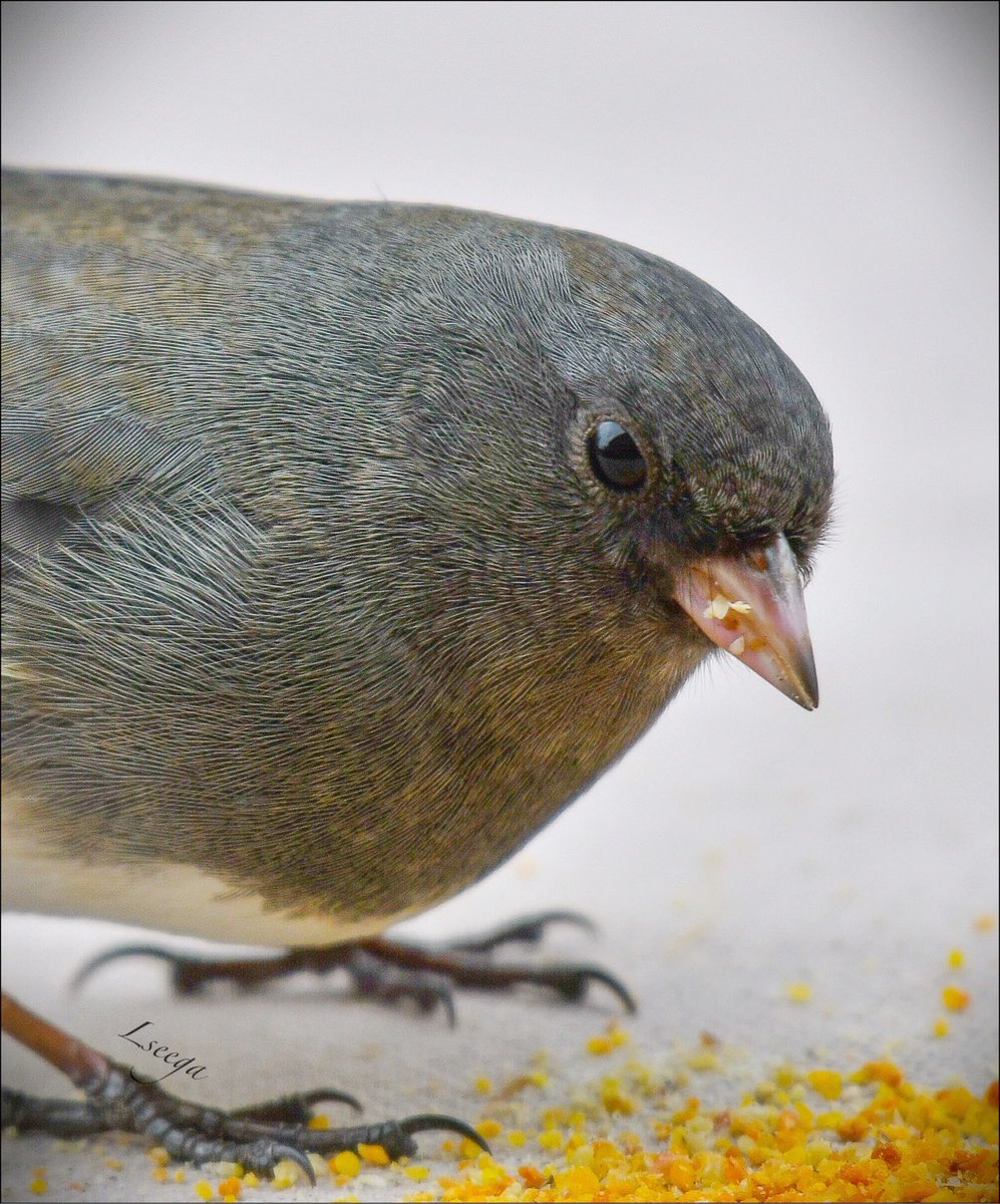 yankeelimner's tweet photo. Dark eyed junco #winterbirds #birdsofnewengland #nikonphotography #macro https://t.co/EX1kQ4pF7C