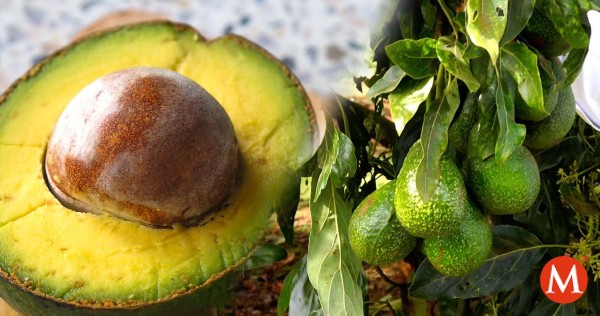 Milenio's tweet photo. ¡No tires el hueso! Así puedes plantar y cosechar tu propio aguacate en casa

https://t.co/Z4aqjhyKVq https://t.co/VEpZ2TfM1u