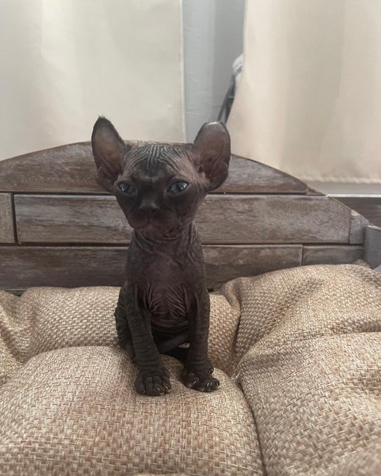 Everyone, I&rsquo;d like you to meet my new grumpy son. 🖤 What should we name him, Summer Swuad? https://t