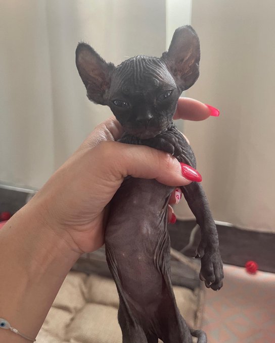 Everyone, I&rsquo;d like you to meet my new grumpy son. 🖤 What should we name him, Summer Swuad? https://t