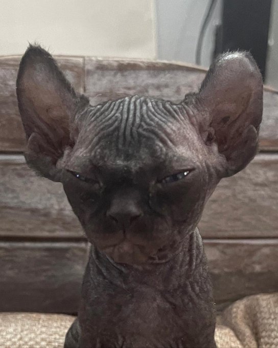 Everyone, I&rsquo;d like you to meet my new grumpy son. 🖤 What should we name him, Summer Swuad? https://t