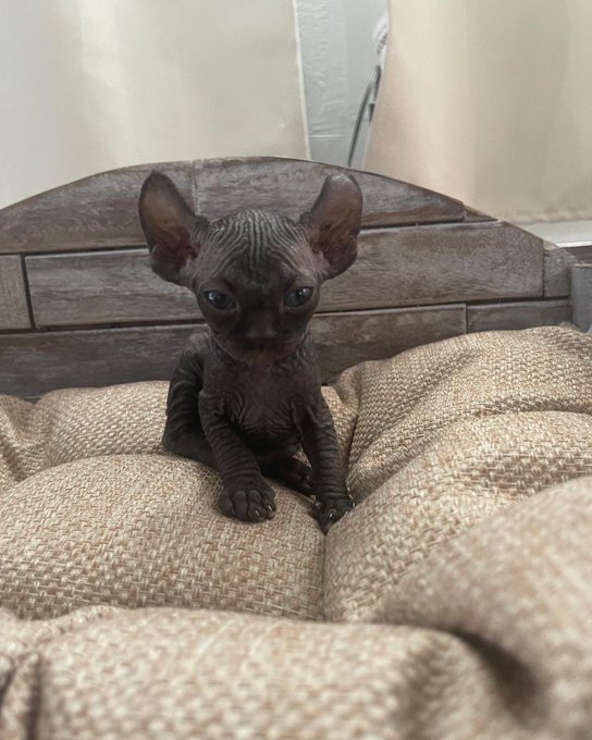 Everyone, I&rsquo;d like you to meet my new grumpy son. 🖤 What should we name him, Summer Swuad? https://t
