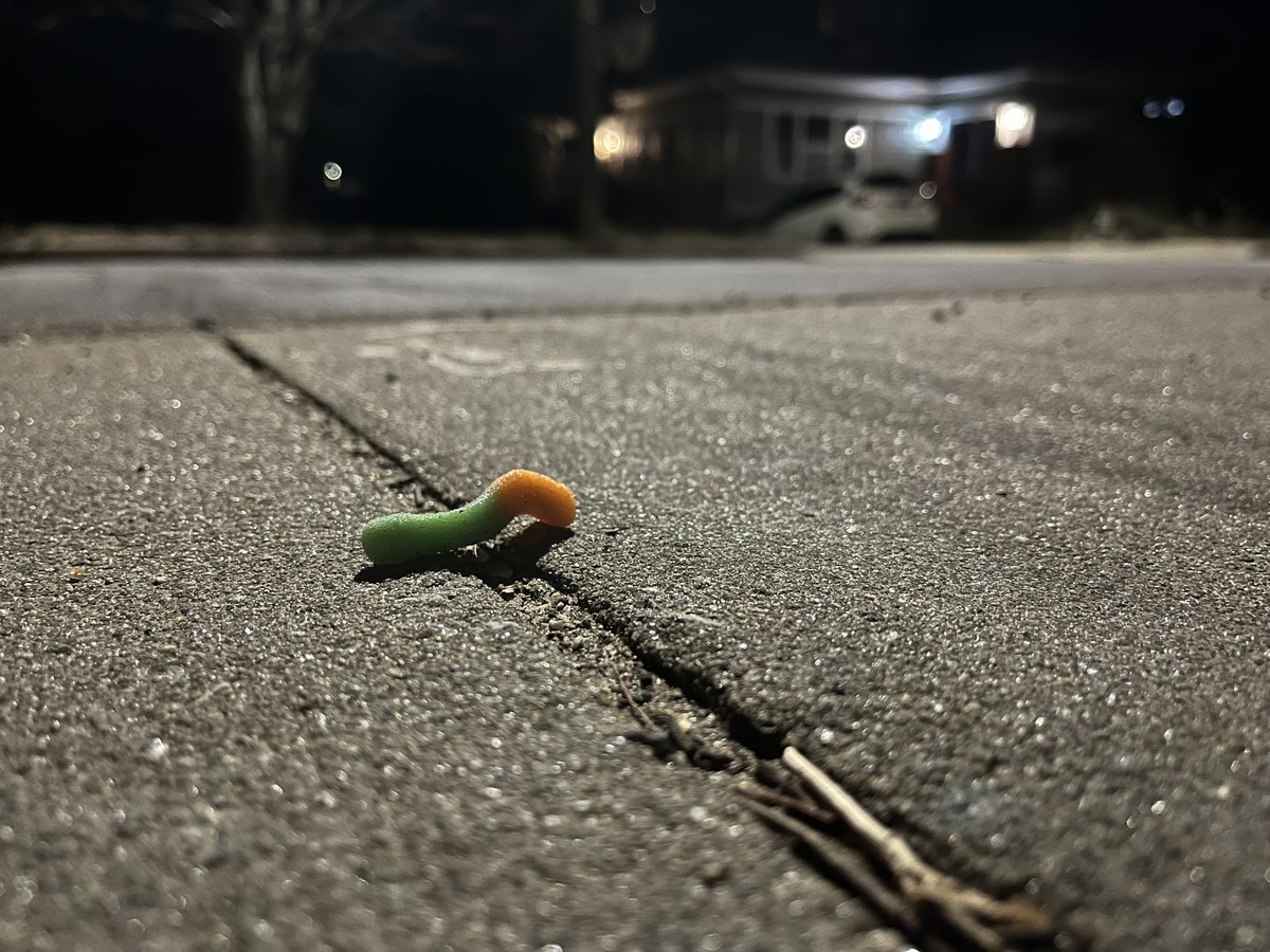 samfranklin1000's tweet photo. And we’re back!🕺Spotted this #wildworm inching down Brevard Road in Asheville, NC tonight after 10pm. And just like that the 3.5 year worm drought is over. Let’s go!!! 2022 is looking 🆙 #thewormsareback #wildgummyworms #asheville #NocturnalWorm #nevergiveup 🐛🙌👀 https://t.co/OB0eKQqoQc