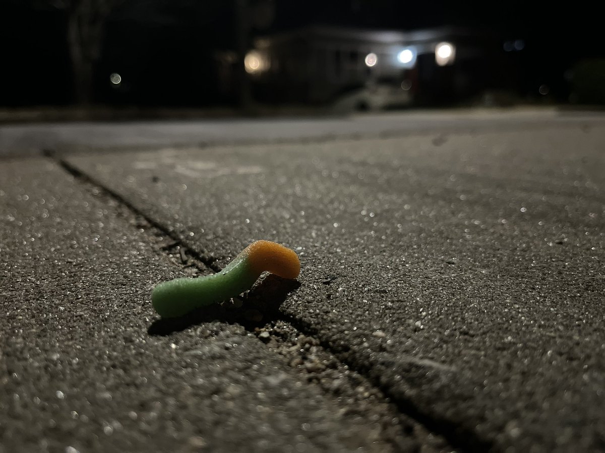 samfranklin1000's tweet photo. And we’re back!🕺Spotted this #wildworm inching down Brevard Road in Asheville, NC tonight after 10pm. And just like that the 3.5 year worm drought is over. Let’s go!!! 2022 is looking 🆙 #thewormsareback #wildgummyworms #asheville #NocturnalWorm #nevergiveup 🐛🙌👀 https://t.co/OB0eKQqoQc