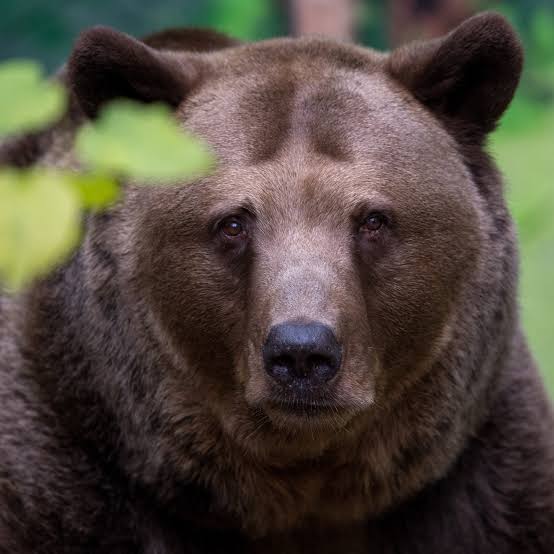 JacquesHeri24's tweet photo. 🇷🇺🇷🇺🇷🇺🇷🇺 🐻🐻🐻 #Russie, #Poutina
Ouraaaaaaaaaaaaa https://t.co/w2vm4ycUWA
