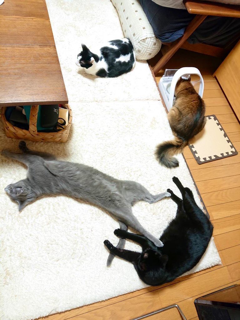 全員かわいいね〜
#猫の日 
