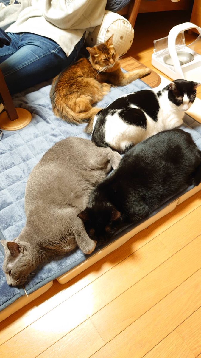 全員かわいいね〜
#猫の日 