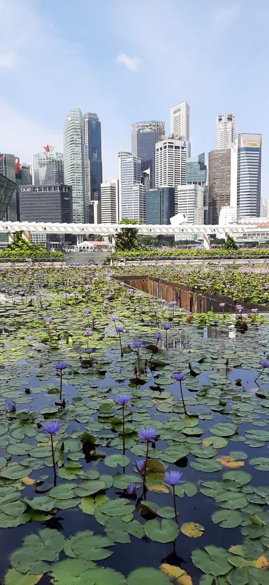 AleksandrIvash's tweet photo. This beautiful and magical state named #Singapore https://t.co/qdKJGYfeeM