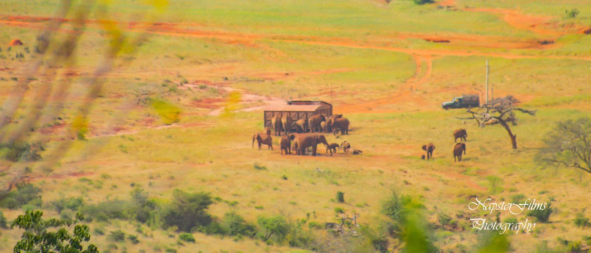 vicburry's tweet photo. A herd of Elephants drinking from one T.savo East National Parks water houses.(view from Lion Hill Safari Lodge)#TembeaKenya #Tsavoeast #Visittaita #magicalKenya #travelphotography #Trending https://t.co/oDJ1zamLch