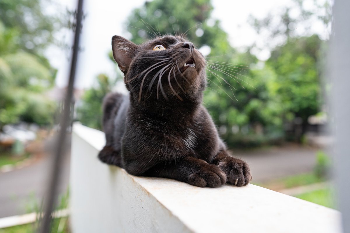 AgegeSaputra's tweet photo. thank God! #meowtret #CatsOfTwitter #straycat
https://t.co/s2JVsB2ZzR https://t.co/ylZ0gNHdjj