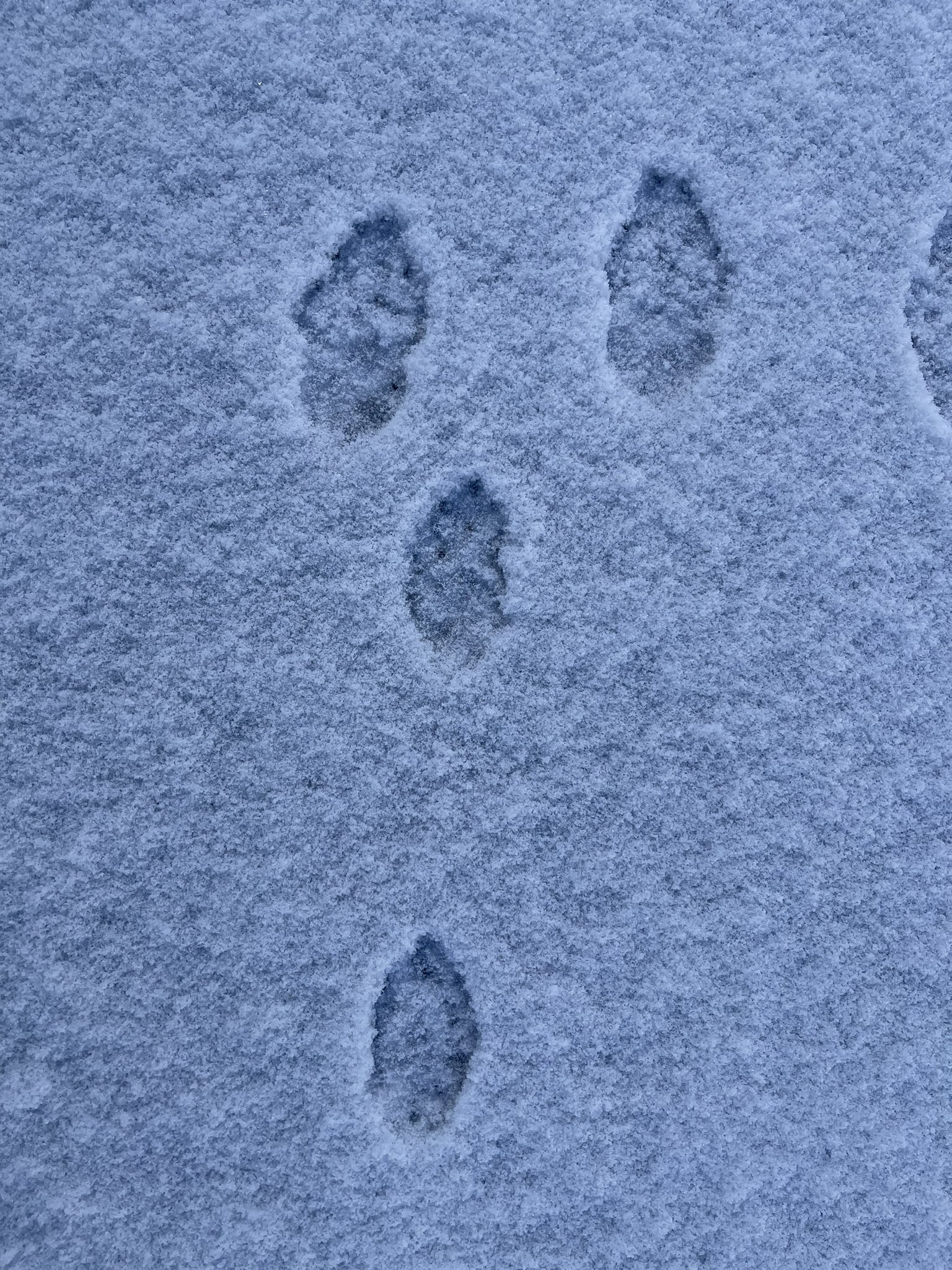 横浜市少年自然の家 赤城林間学園 みなさんこんにちは 最近雪が多いですが みなさま元気でお過ごしでしょうか 路面の凍結等に気をつけて怪我をしないようにしましょう 今朝 学園に来てみると驚いた顔のような足跡 がありました 問題です なんの足跡