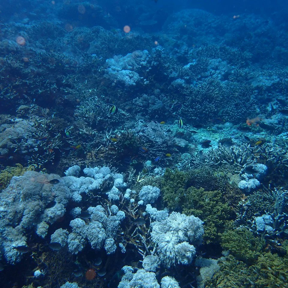 EnaKetut's tweet photo. Cone to Bali for Mantas, Turtle  color full fish and dive with us https://t.co/6W1NxlC3Kb https://t.co/Q1owG9QTMq