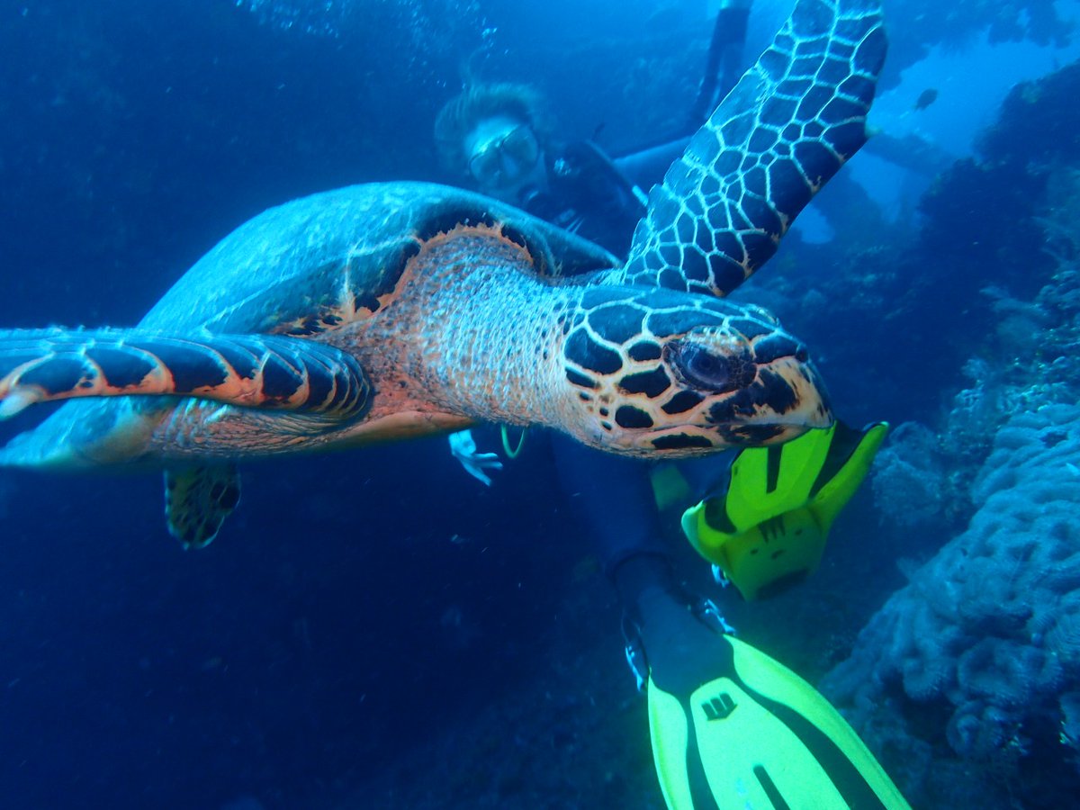 EnaKetut's tweet photo. Cone to Bali for Mantas, Turtle  color full fish and dive with us https://t.co/6W1NxlC3Kb https://t.co/Q1owG9QTMq