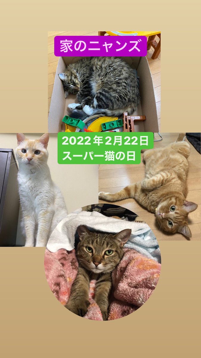 doverman_fnc's tweet photo. 今日は2022年2月22日スーパー猫の日ということで…家のニャンズをご紹介✨
#スーパー猫の日 ＃猫の日 #2月22日 #猫 #ねこ #ねこ部 #ねこのいる暮らし #ねこのいる生活 #猫好きさんと繋がりたい #動物コレクション #癒し https://t.co/SrKw9qATny