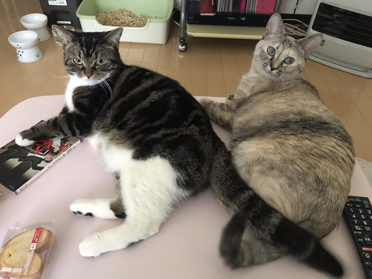 marukotokinako's tweet photo. 猫ちゃん2人飼ってるけど、私は猫アレルギーなんでっすぅ🥺
毎日、アレルギー薬と点鼻薬が欠かせないんでっすぅ🥺
それでもネッコ様が好きなんでっすぅ。 https://t.co/WIaipKfHIK