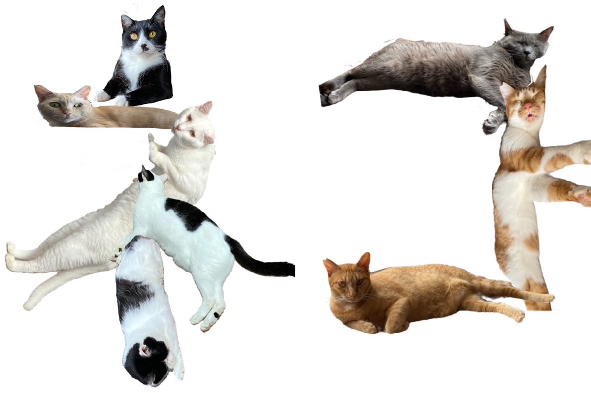 けものみち 平野郷動物診療所 にゃんこ博物館 にゃんこ堂 S Tweet ねこの日 22年2月22日 スーパー猫の日 診療所引退 した家ネコオールスターズによる決死の組体操 左側上から 大吉 ねぃちゃん 半平 白鵬 テツ 右側上から 銀平 鈍平 茶助