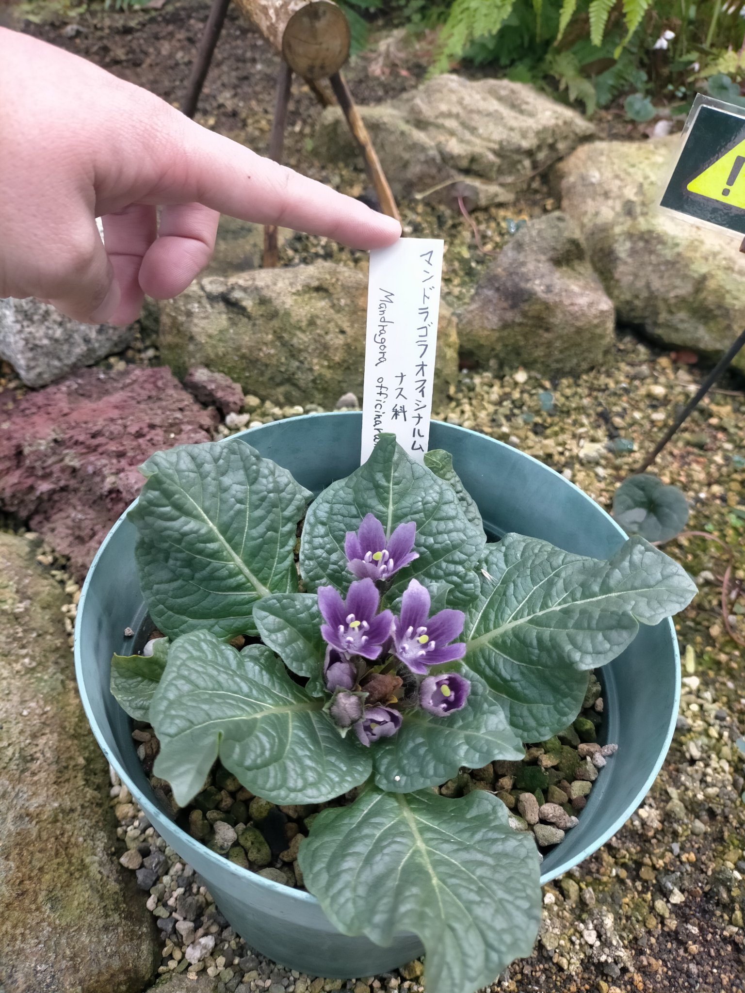 大阪府立花の文化園 植物園 公式 あの有名なマンドラゴラが当園に よくファンタジー物の 作品に登場するマンドラゴラが 当園の大温室のコレクションガーデンで見られます 皆様がよく知る 根っこの部分ではないのですが 可愛らしいお花が咲いてい