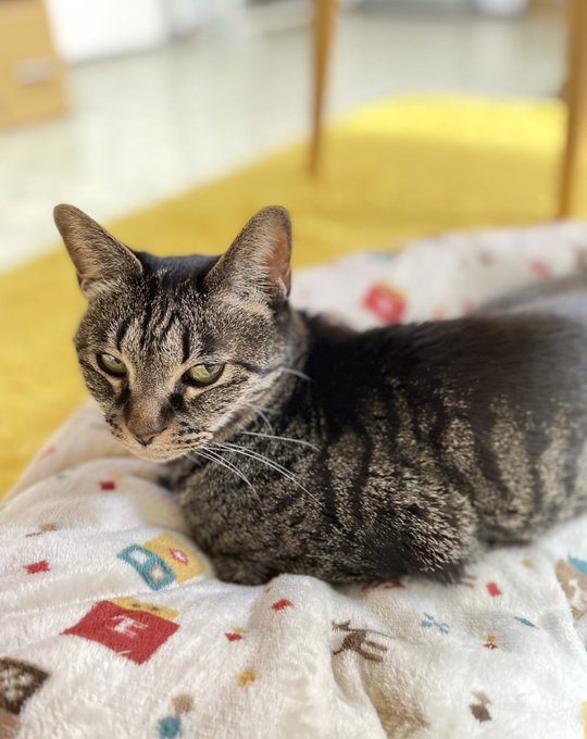 このすごいめんどくさげなカオ
#ねこの日 