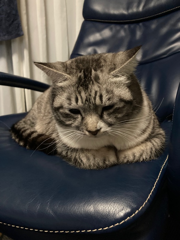 Rt_FF14's tweet photo. とてもすごいねこちゃんの日なので https://t.co/3iY1PX4J9Z