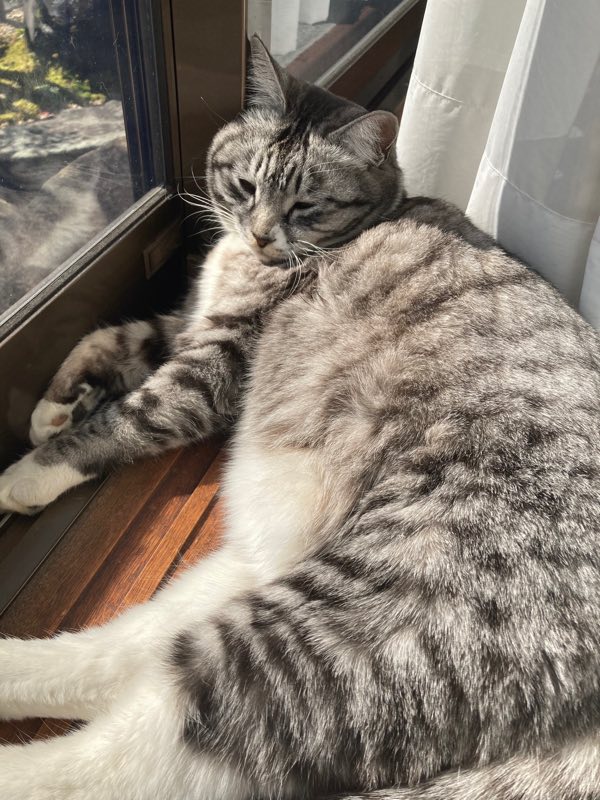 Rt_FF14's tweet photo. とてもすごいねこちゃんの日なので https://t.co/3iY1PX4J9Z