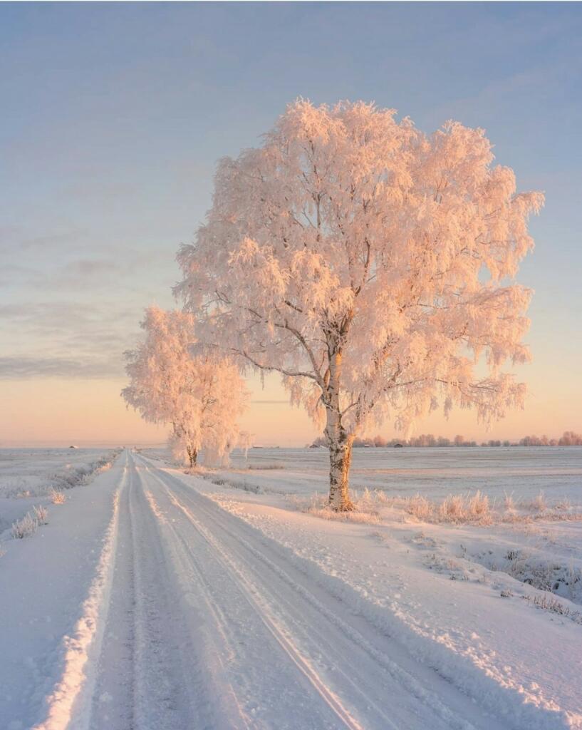 Morning❄