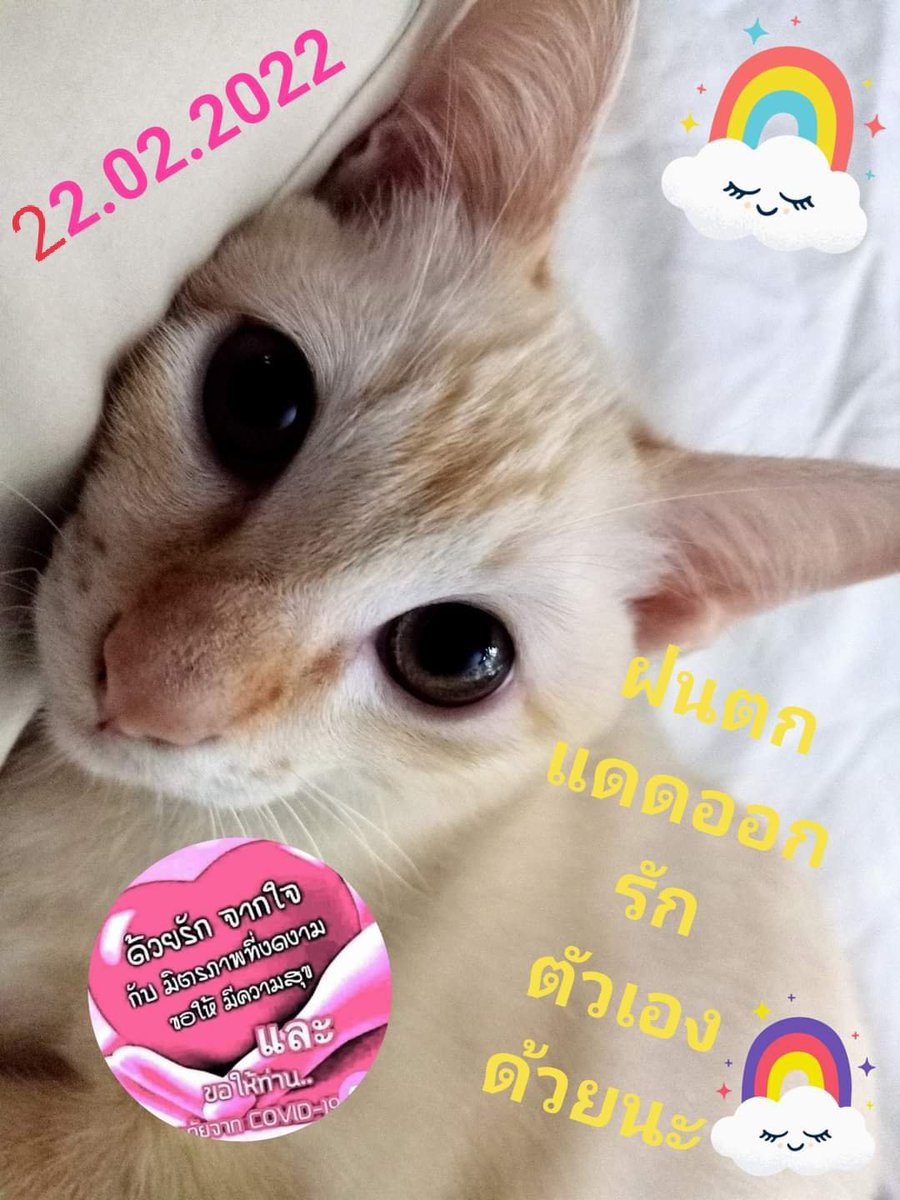 JiyuiMaty's tweet photo. https://t.co/lxqhdUl654
