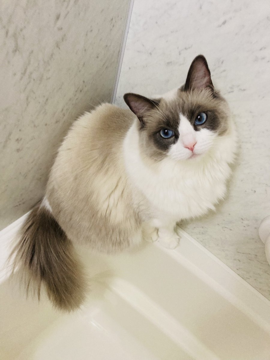 Oh_My_Calcho's tweet photo. 今日は2022.2.22 スーパー猫の日でちな😽💕
世界中の猫ちゃんに幸せが訪れますように💗☺️✨
#ラグドール #猫  #猫の日
#猫の日2022 #スーパー猫の日 https://t.co/BPR0yXYWgY