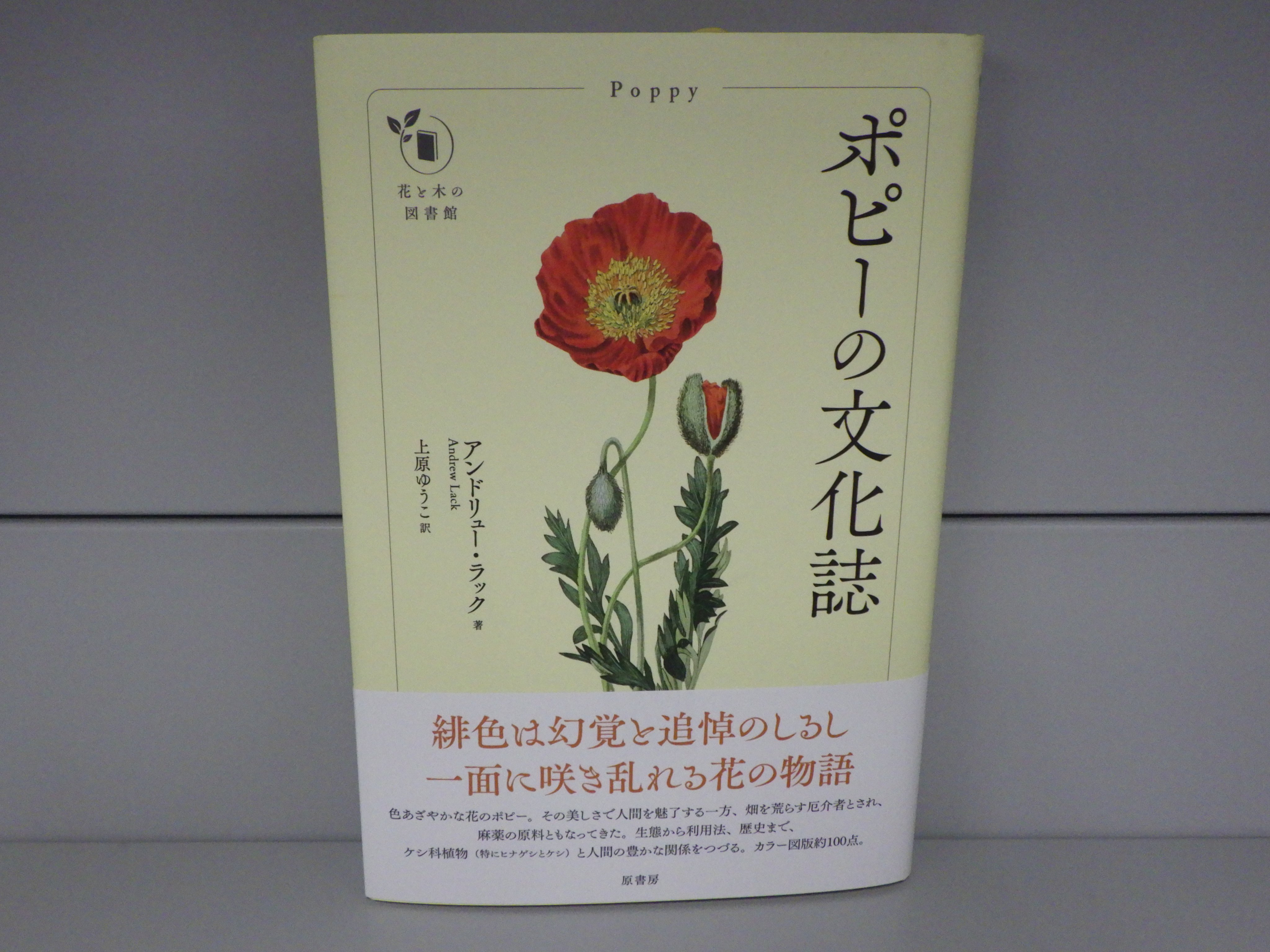 精文館書店 本店3ｆ アンドリュー ラック ポピーの文化誌 原書房 入荷しました 色あざやかな花のポピー その美しさで人間を魅了する一方 畑を荒らす厄介者とされ 麻薬の原料ともなってきた 生態から利用法 歴史まで ケシ科植物と人間の豊かな関係