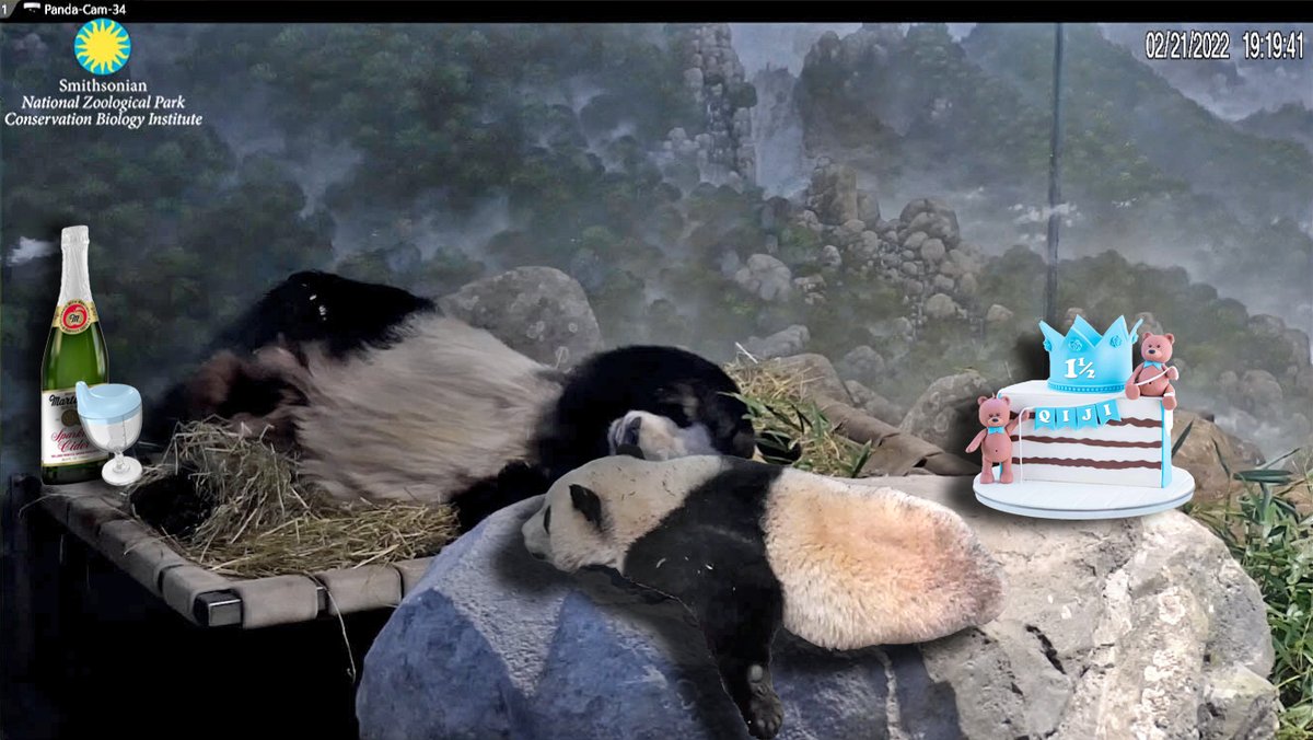 XQJ: *hic* 'Daddee, me dwank an' eat too muchie. No tell Mommee, ok?'
TT: 💤
#HalfBirthday #PandaStory