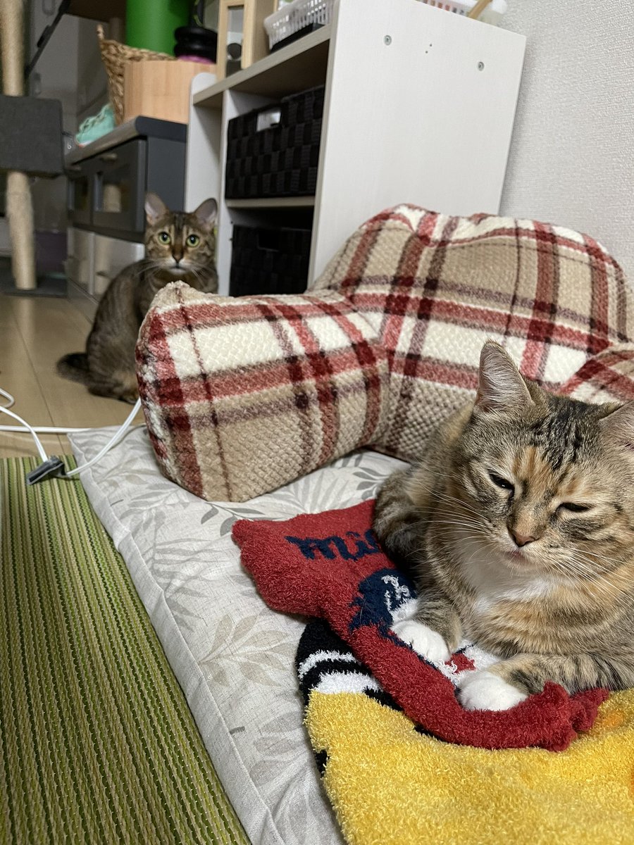 umenoconbu21's tweet photo. 猫の日に初めてのツイート🙂
世界中の猫達が幸せに暮らせますように…
画像はししまるちゃん。るるまるちゃん😼
#猫の日 
#初めてのTwitter https://t.co/zmhwatfLh9