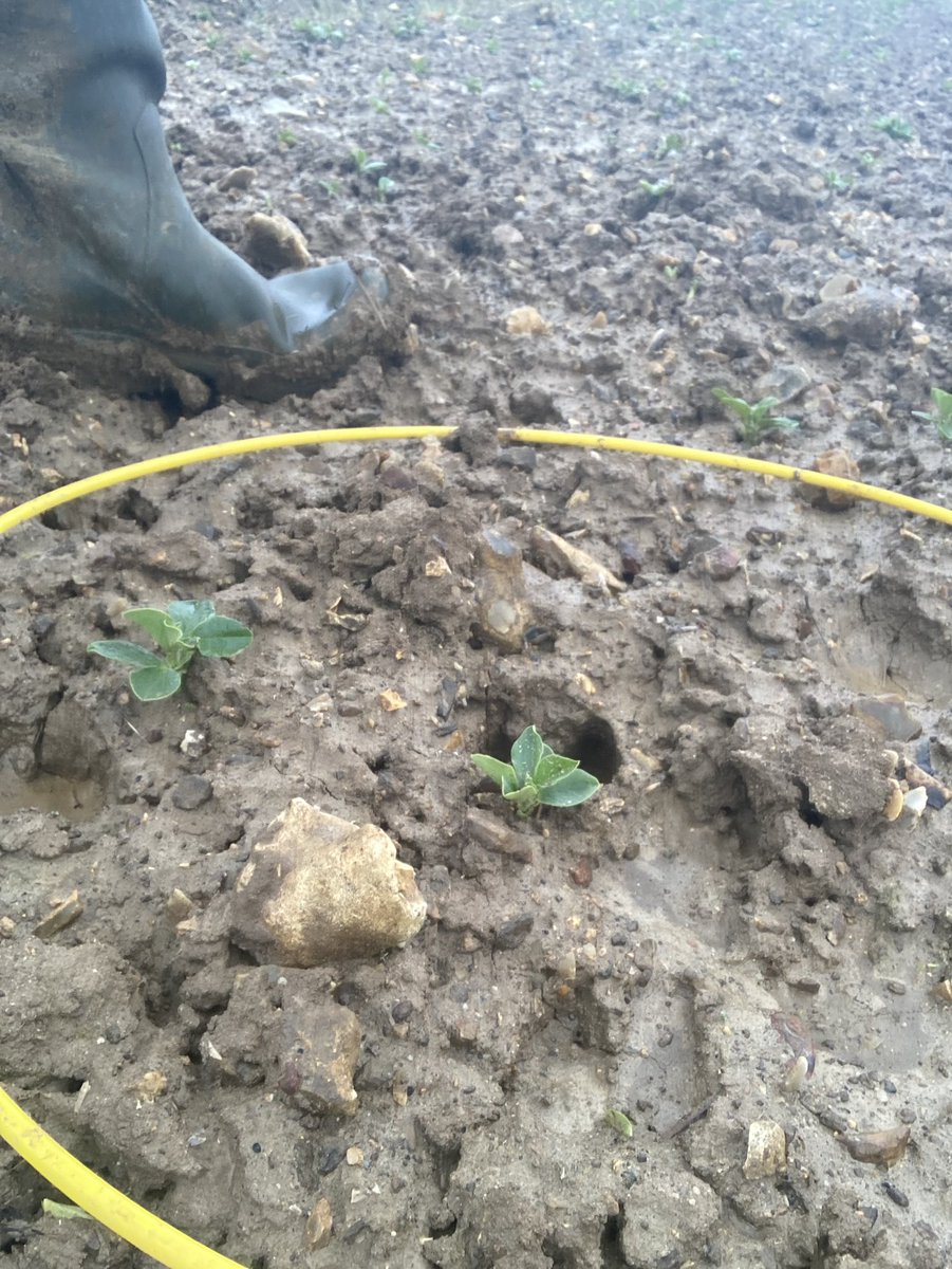 BONNIN1402's tweet photo. @OlivierCOSTE2 @gabriel_omnes Jachère ou #Protéagineux ?
Ces derniers n’aiment pas tous les types de sol en #ZoneIntermédiaire mais sont pourtant si bénéfiques à la rotation #BasCarbone et #BasGES…
Or certains freins semblent compliqués à gérer. https://t.co/4vggXbnqev