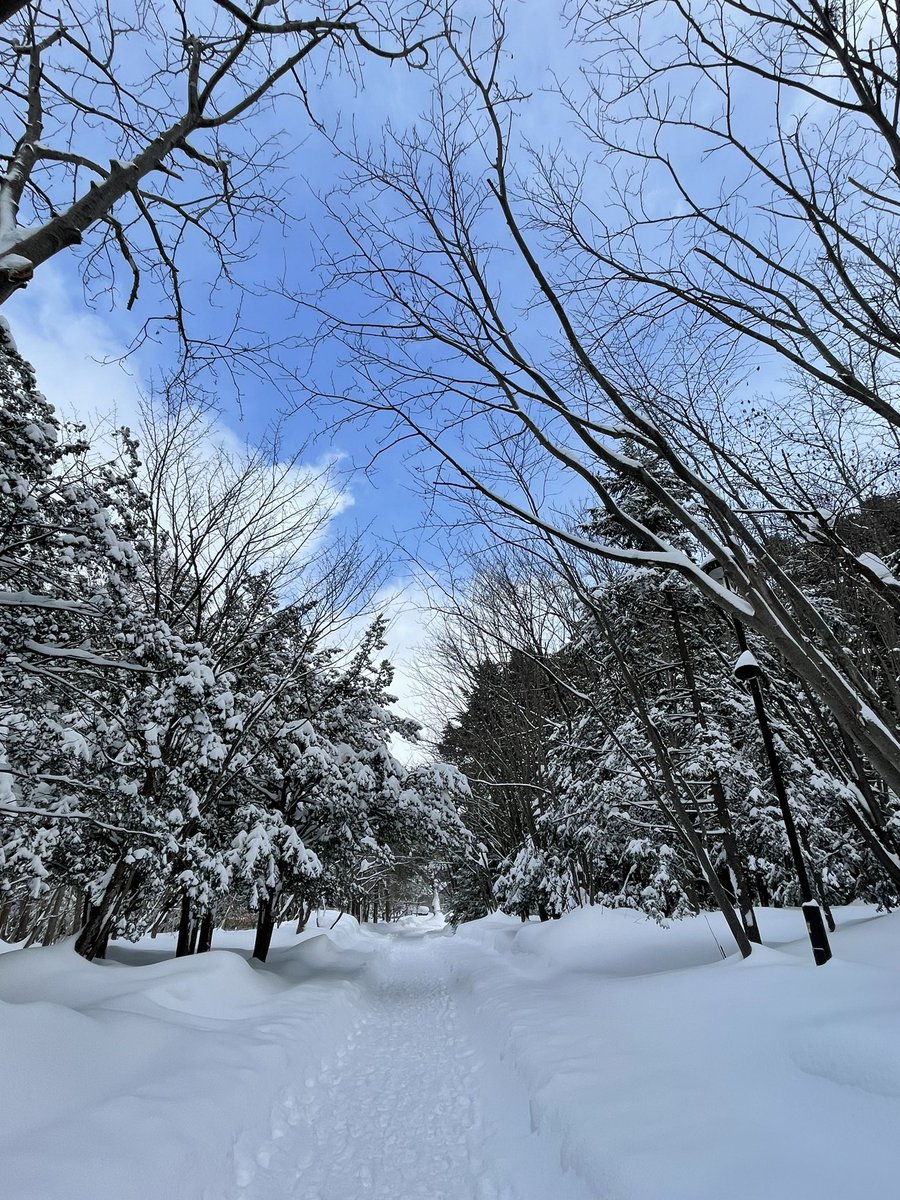 ako1631's tweet photo. 北海道神宮⛩

いつまで降る雪　　
どこまで積もる雪
狛犬さんも雪まみれ🥶

春はまだまだね😞　

#北海道神宮
#いつまで降る雪
#どこまで積もる雪
#狛犬 https://t.co/vXhQ1oKBYM