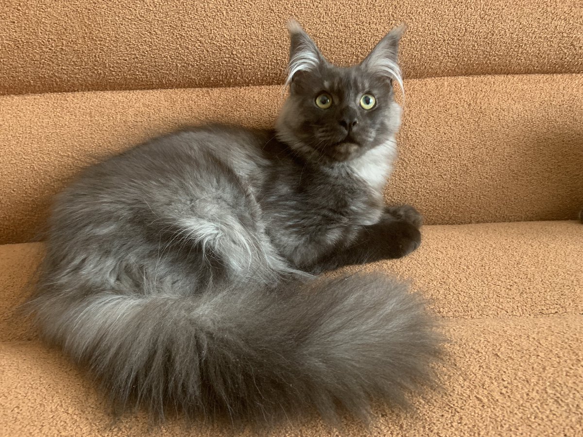 irsanlain's tweet photo. Остап. 🐈‍⬛ Котик свободен в качестве любимца. 😻 Важно:  В любимцы все котята переезжают в новый дом 🏡 после стерилизации (это не обсуждается), а так же после вакцинации 💉 . По вопросам приобретения пушистой радости 😻 пишите в личку 💌! Доставка за счёт покупателя.  🚌🚂✈️ https://t.co/gO6KNNkLpx